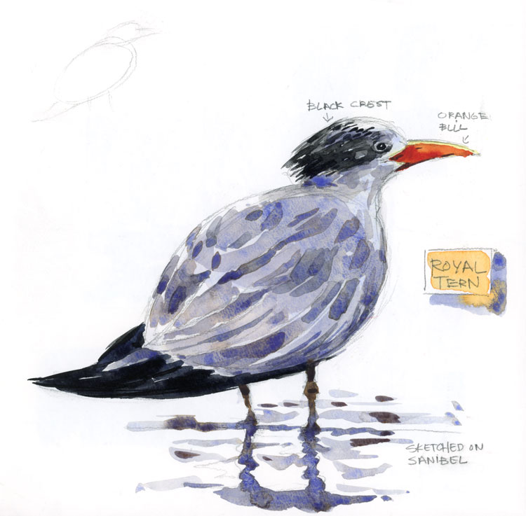 Royal Terns and Sailor\'s Ears: few things the Sketchbook Shari from a beach Blaukopf\'s 